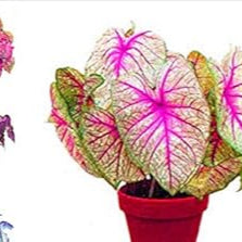 Caladium Mixed Colour Leaf Seeds for Planting NON GMO Seeds for planting in home garden