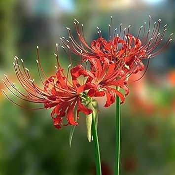 Lycoris Flower Seeds for Planting NON GMO Seeds