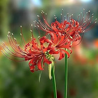 Lycoris Flower Seeds for Planting NON GMO Seeds