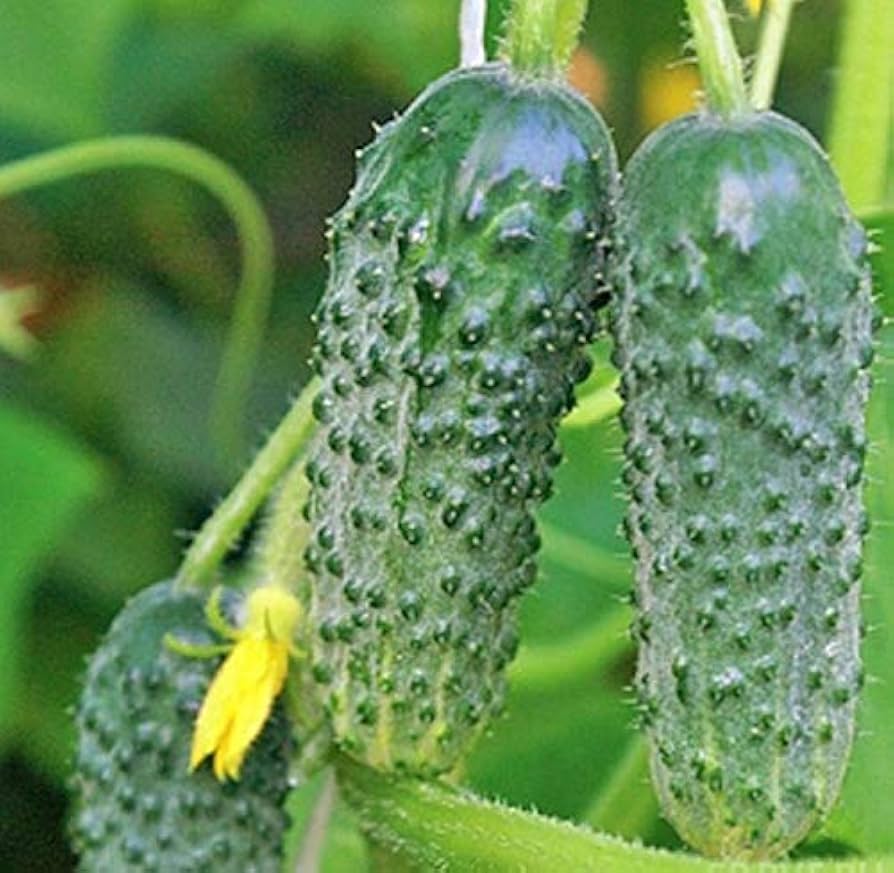 Titus F1 Cucumber Seeds | Mid-Early GMO-Free Garden Variety for Home Growing