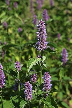 Heirloom Agastache Mexicana Flower Seeds for Garden Planting, Non-GMO, Aromatic Blooms for Pollinators