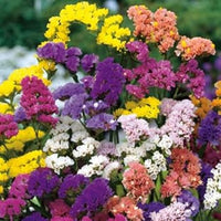 Limonium Flower Seeds Heirloom Non GMO Planting - 100 pcs