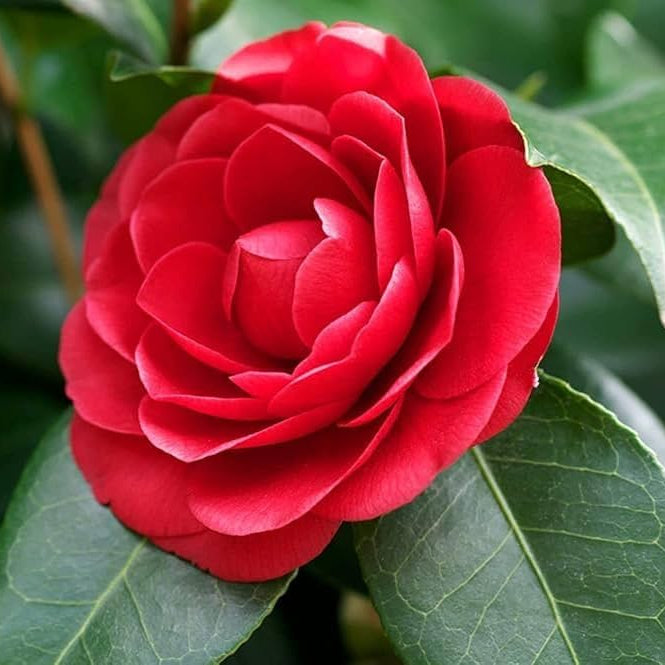 Camellia Flower Seeds – Heirloom, Non-GMO Seeds for Planting Elegant Garden Blooms