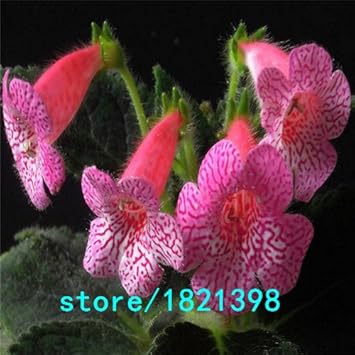 100 Pcs