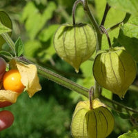 Cape Gooseberry heirloom seeds for planting in home gardens.