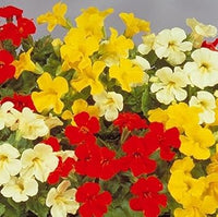 Mimulus Luteus Flower Seeds for Planting - 100 pcs for planting in your garden.