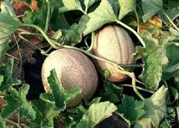 Minnesota Canteloupe Fruit Seeds - 25pcs, Hardy Melon Seeds for Cooler Regions 100 Pcs pcs