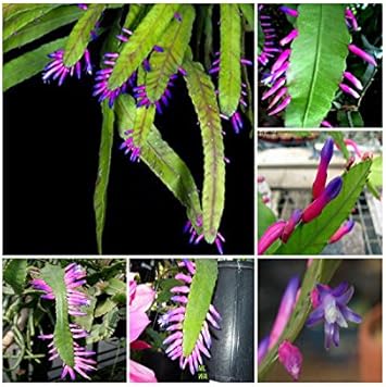Green Wittia Amazonica Plant Seeds for Planting - NON GMO Seeds for planting in home garden