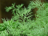 Fresh dill plants with feathery green foliage in an outdoor herb garden.
