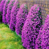 Purple Cress Flower Seeds for Planting, Unique Blooms, 100 pcs