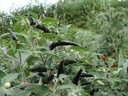 Cobra Pepper Seeds for Planting, 100 Pcs pcs