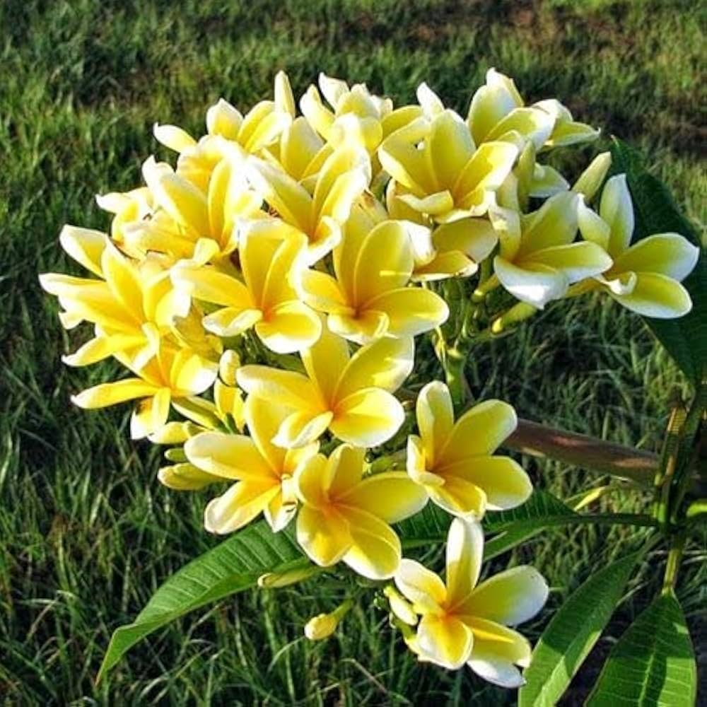 Yellow Frangipani Flower Seeds – Heirloom Non-GMO Plumeria Seeds for Tropical Gardens