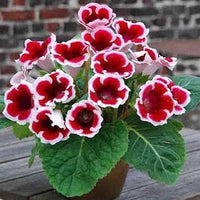 Red & White Gloxinia Heirloom Non-GMO Seeds for Planting for planting in your garden.