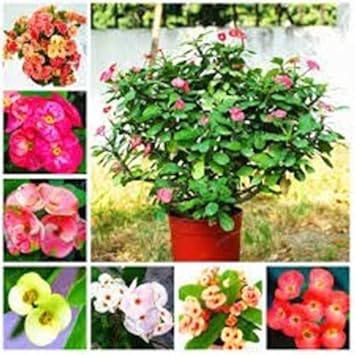 100 Pcs