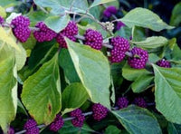 Purple Callicarpa Fruit Seeds - Vibrant and Beautiful Berries for Landscaping 100 Pcs pcs