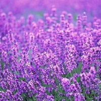 Heirloom Non-GMO Provence Lavender Flower Seeds ƒ?? Pink Blooms for Planting for planting in your garden.
