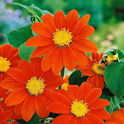 100 Pcs
