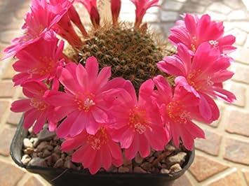 Heirloom Non-GMO Pink Rebutia Violaciflora Flower Seeds for Planting ƒ?? Rare Cactus Blooming Seeds