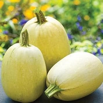 Yellow Spaghetti Vegetable Seeds for Planting, heirloom & Non-GMO Seeds