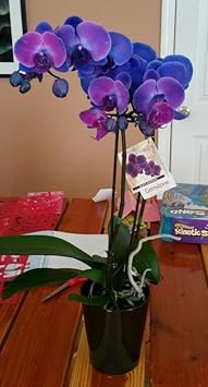 Organic Blue-Purple Phalaenopsis Orchid Seeds for Planting – Heirloom, Non-GMO Seeds for planting in your garden.