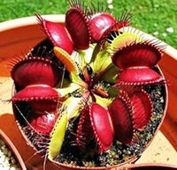 Venus Fly Trap Red Flower Seeds â€“ Heirloom, Non-GMO Seeds for Planting Carnivorous Plants