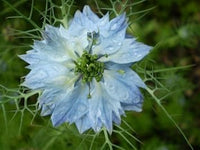 Mixed Nigella Damascena Flower Seeds for Planting ƒ?? Organic, Heirloom, Non-GMO Love-in-a-Mist