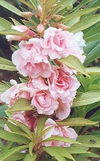 Balsam Camellia Flower Seeds in Pale Pink - 100 pcs
