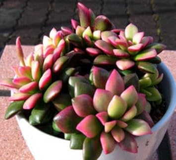 Pink Anacampseros Plant Seeds for Planting - 100 pcs