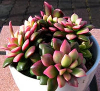 Pink Anacampseros Plant Seeds for Planting - 100 pcs
