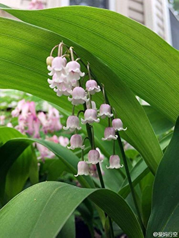 White Purple Bell Orchid Flower Seeds for Planting - NON GMO Seeds