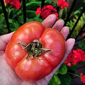 Huge Tomato Seeds for Planting, Red, 100 Pcs pcs