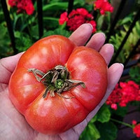 Huge Tomato Seeds for Planting, Red, 100 Pcs pcs