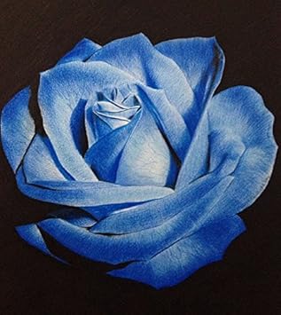 Light Blue Osiria Rose Plant Seeds for Planting Non-GMO Heirloom Garden Seeds for Growing for planting in home garden