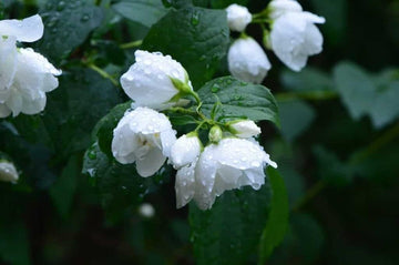 Heirloom (Heirloom scientific name) for planting in garden