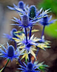 Eryngium Alpinum Plant Seeds for Planting - NON GMO Seeds for planting in home garden