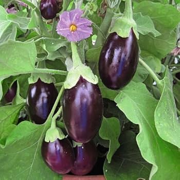 Floriculture Greens 'Big Gajraj' Eggplant Seeds for Home Gardening - 100 Pcs pcs