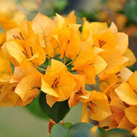 Yellow Bougainvillea Seeds for Planting – Organic, Heirloom, Non-GMO Flowers for planting in your garden.