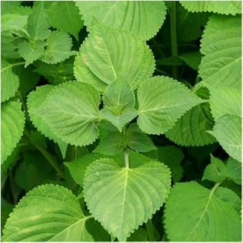 Shiso Perilla frutescens seeds for herb garden planting