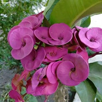 Heirloom Purple Euphorbia Milii Flower Seeds for Planting, Non-GMO seeds for planting in home garden
