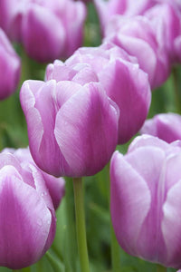 Lavender Shade Tulip Flower Seeds for Planting ƒ?? Vibrant Blooms, Non-GMO, Heirloom Seeds