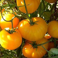 Tomato Seeds for Planting, Yellow, 100 Pcs pcs