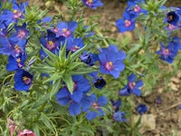 Organic Blue Pimpernel Anagallis Flower Seeds for Planting ƒ?? Heirloom, Non-GMO