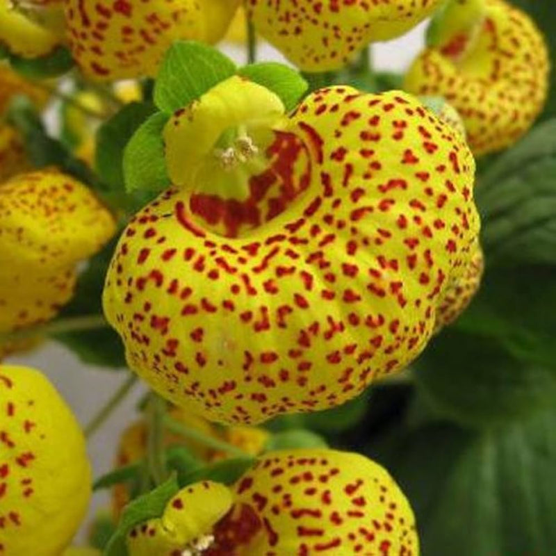 Yellow Calceolaria Crenatiflora Plant Seeds for Planting - NON GMO Seeds