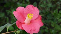 Organic Heirloom Pink Yellow Camellia Flower Seeds – Non-GMO Elegant Shrub Seeds for Planting