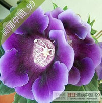 Organic Orange Plena Sinningia Flower Seeds for Planting – Heirloom, Non-GMO