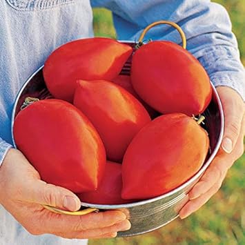 Huge Tomato Vegetable Seeds for Planting – Red Heirloom Variety 100 Pcs pcs