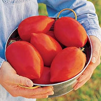 Huge Tomato Vegetable Seeds for Planting – Red Heirloom Variety 100 Pcs pcs