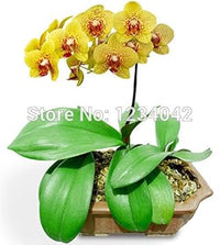 Heirloom Mixed Butterfly Orchid Flower Seeds – Non-GMO Vibrant Blooms for Garden Planting