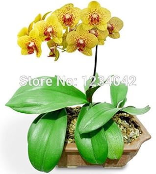 Heirloom Mixed Butterfly Orchid Flower Seeds ƒ?? Non-GMO Vibrant Blooms for Garden Planting
