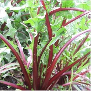 Green Dandelion Plant Seeds for Planting Heirloom Herbal Seeds, Edible Leaves & Pollinator-Friendly